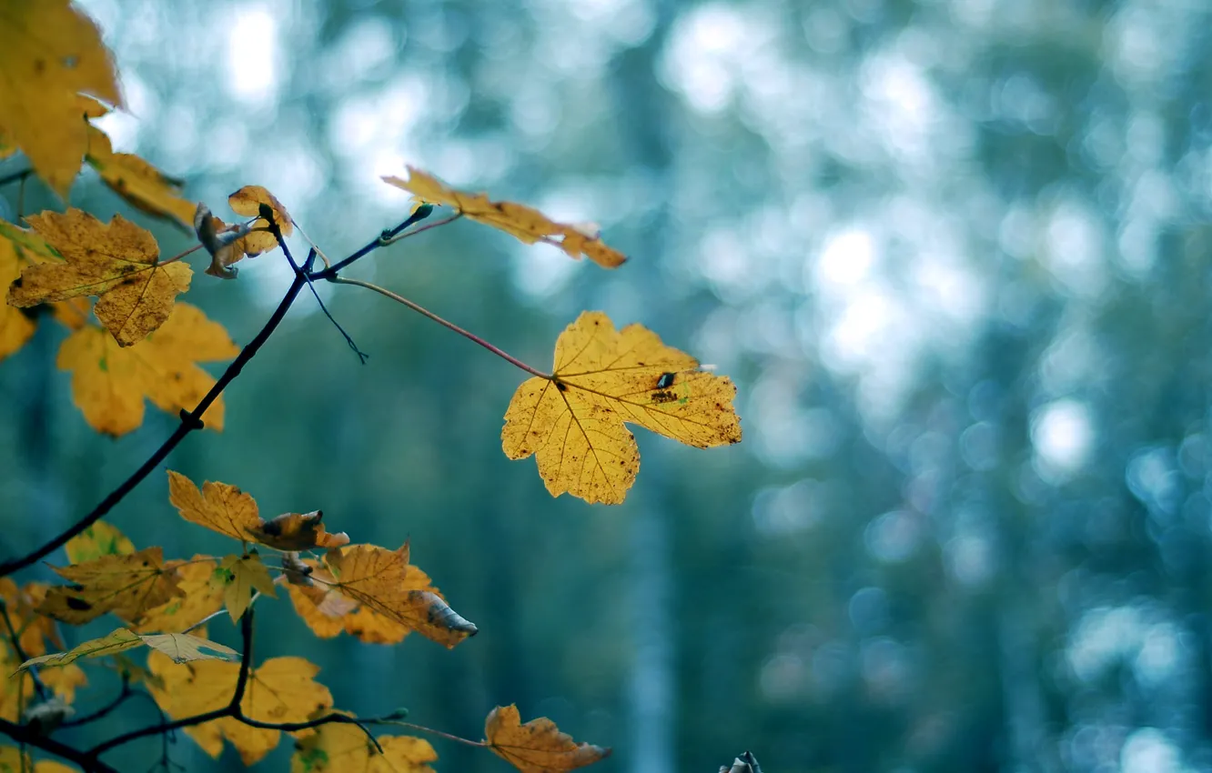 Фото обои листья, деревья, желтый