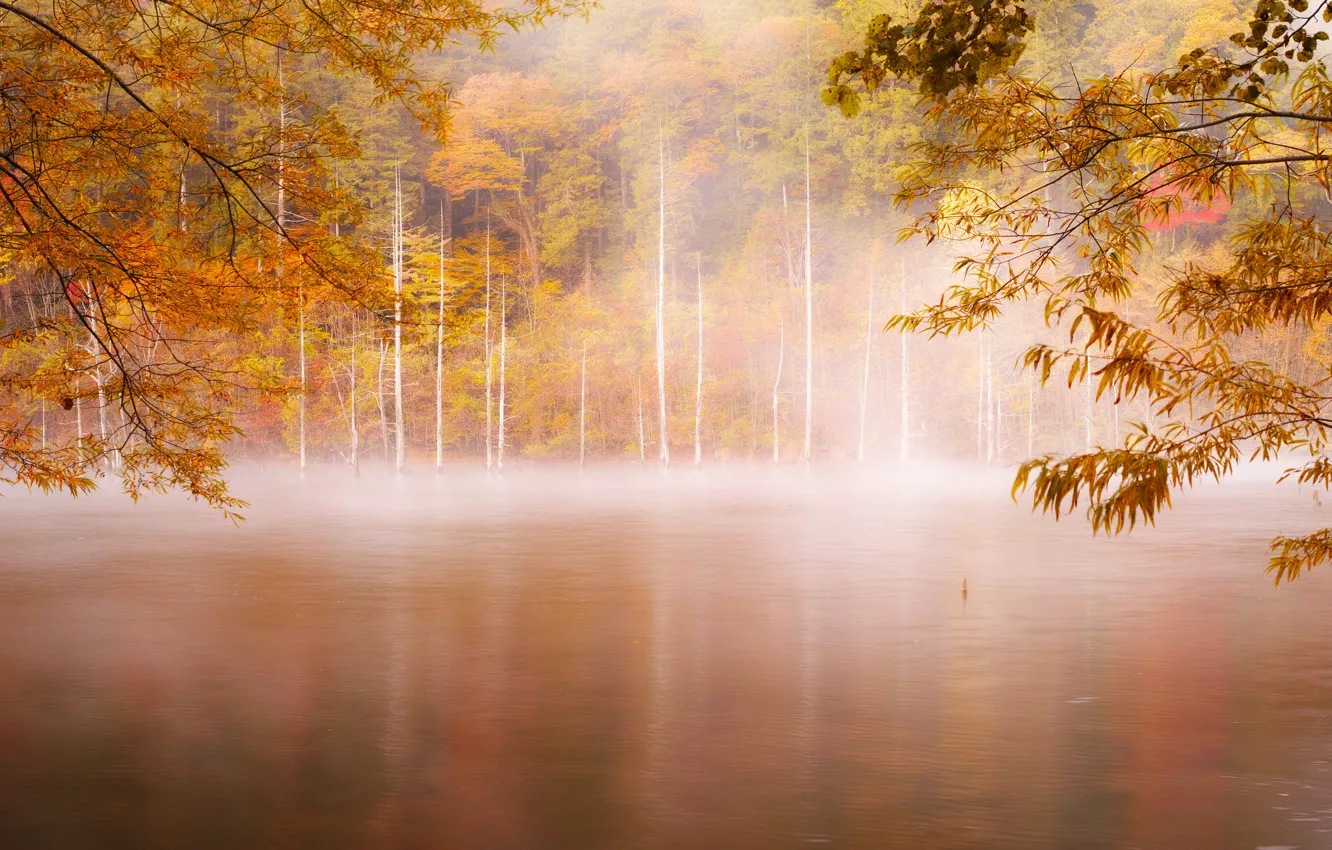 Фото обои осень, лес, туман, река, утро