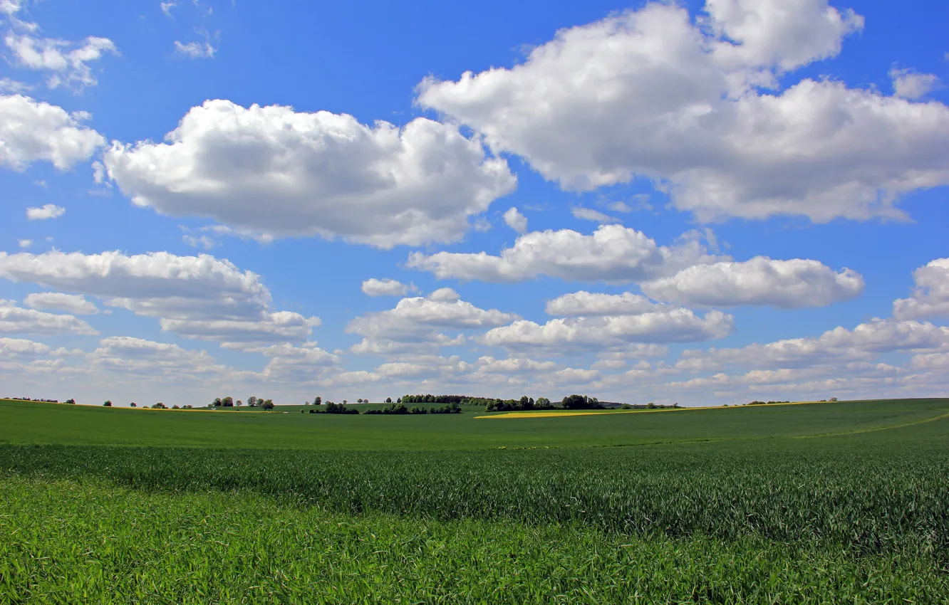 Фото обои поле, небо, трава, облака