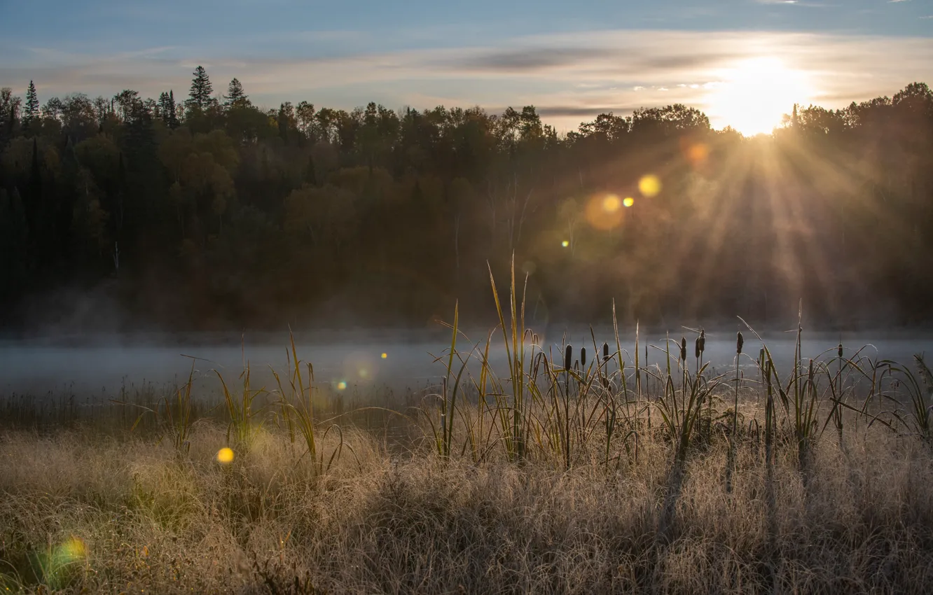 Фото обои осень, лес, солнце, свет, туман, река, берег, камыш