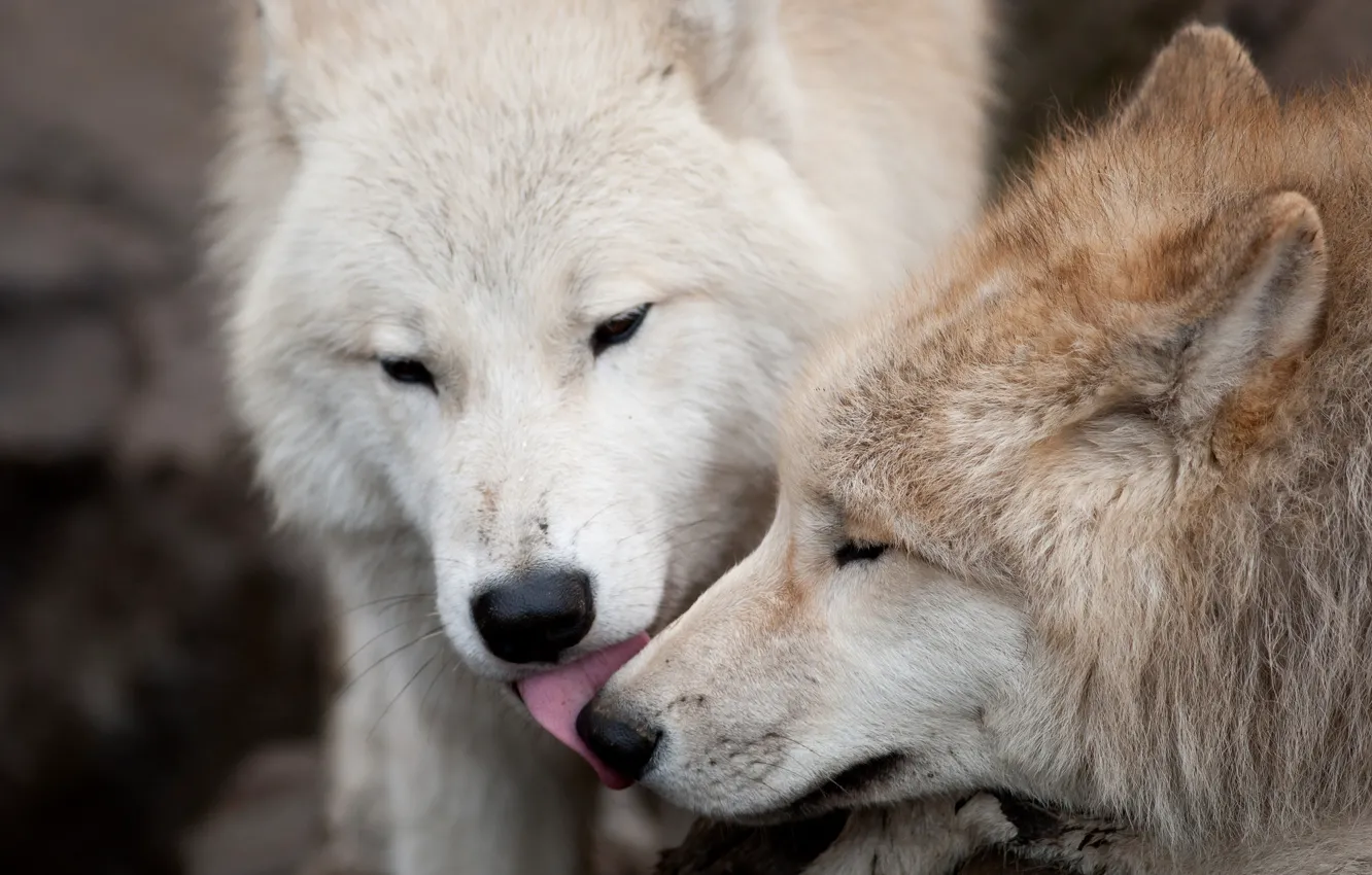 Фото обои любовь, волк, хищники, поцелуй, пара, волки