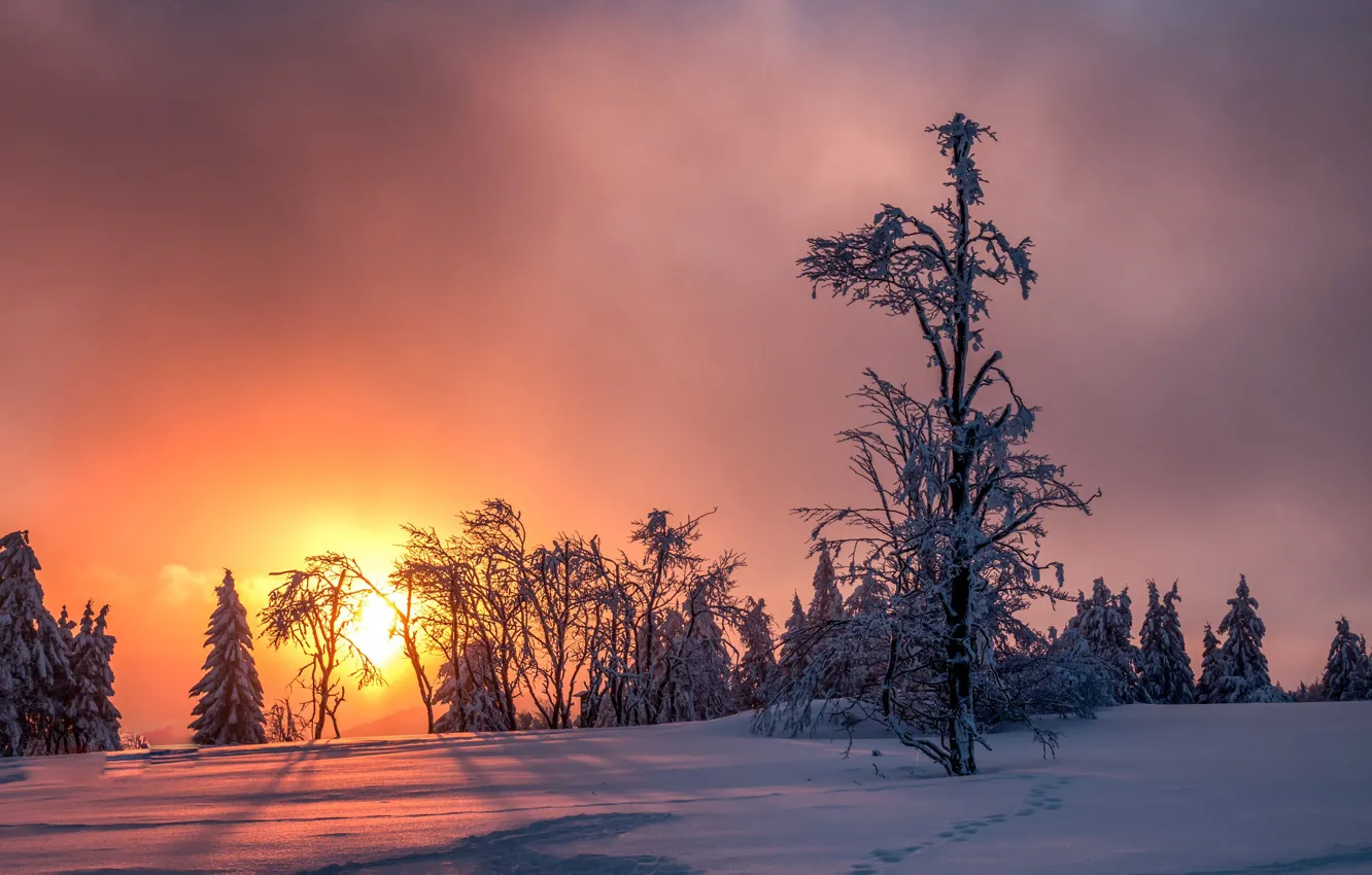 Фото обои зима, небо, снег, деревья, закат, мороз