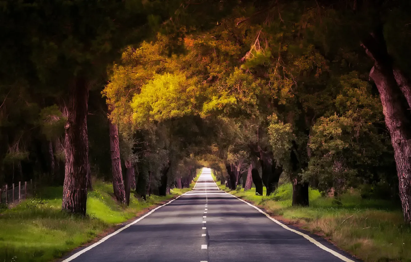 Фото обои дорога, лес, деревья, природа, Португалия