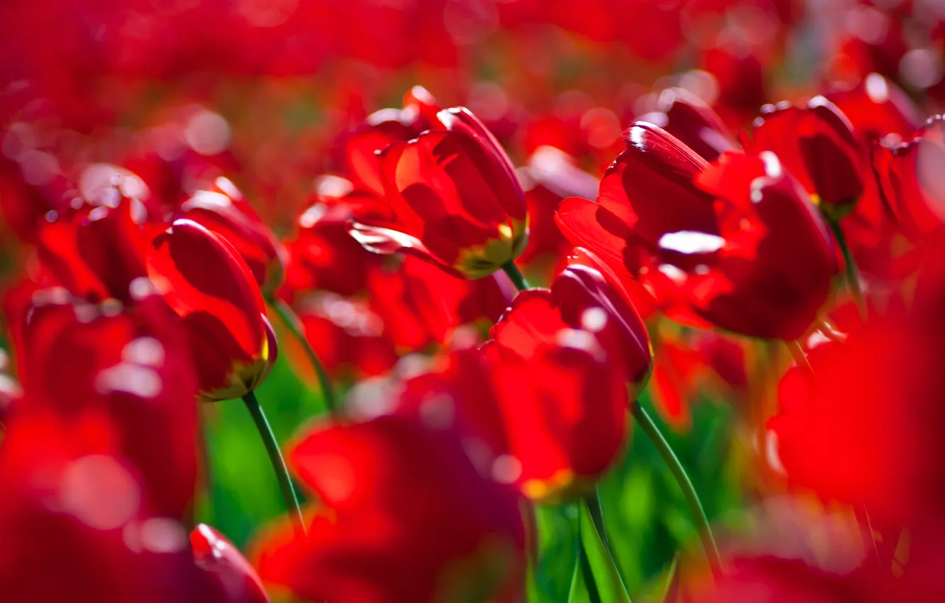 Фото обои лето, цветы, красный, тюльпаны