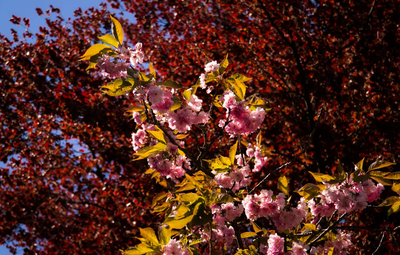 Фото обои Tree, Colorful, Spring, Sunshine, Blossom