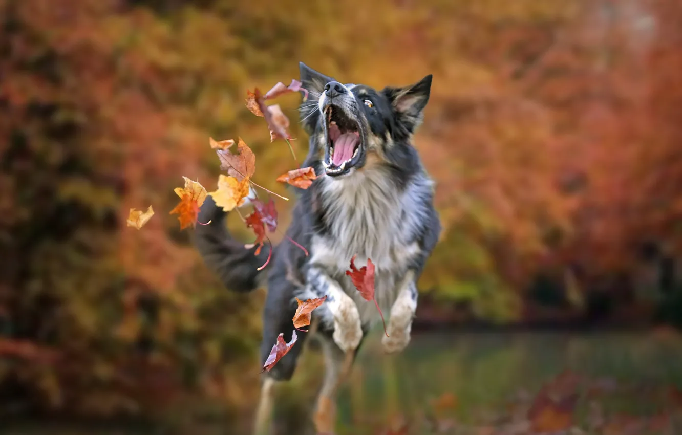 Фото обои осень, листья, настроение, игра, собака, боке, Бордер-колли