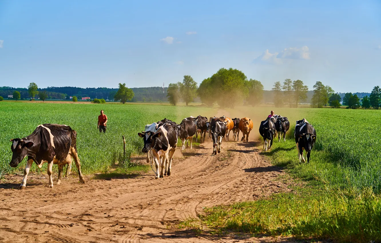 Фото обои road, landscape, spring, cows, cattle