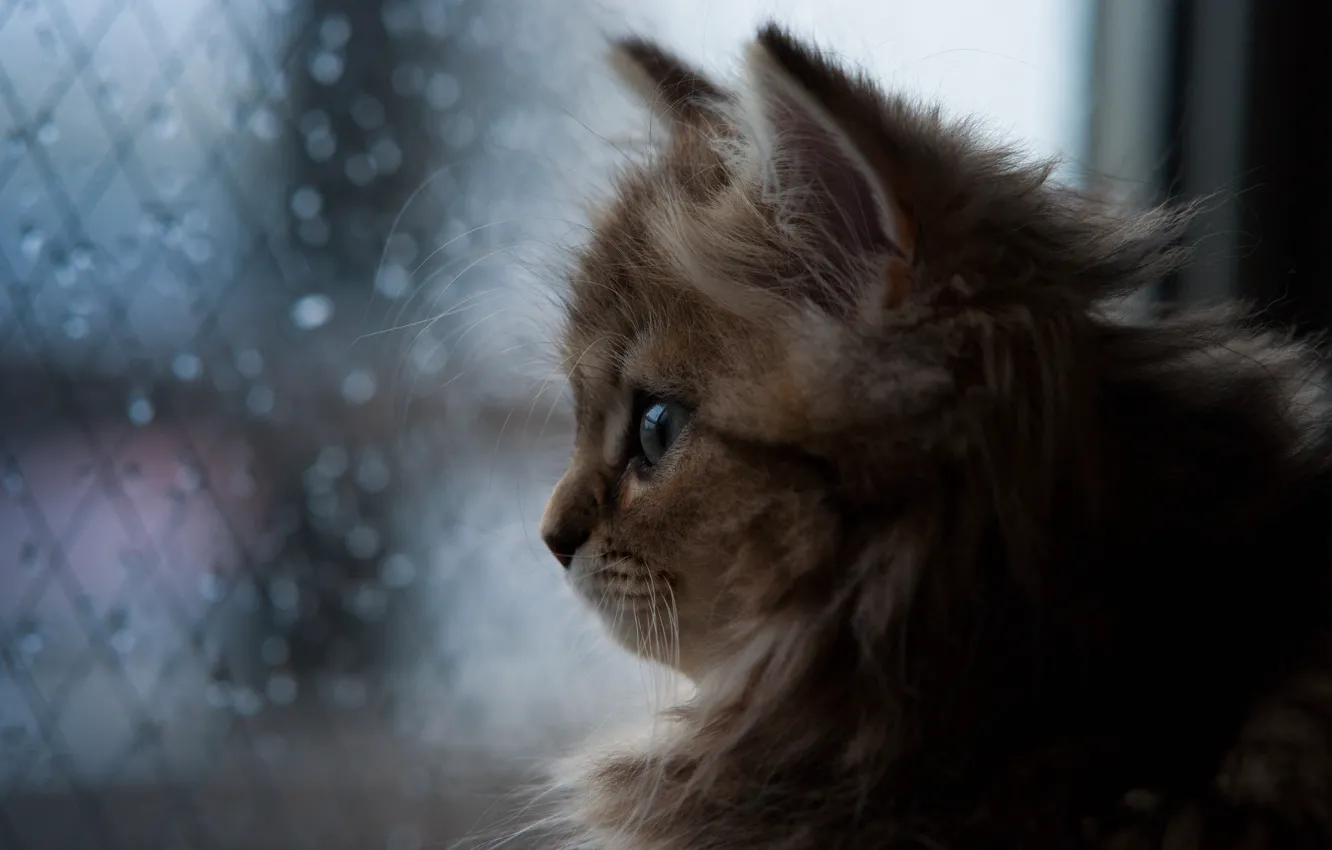 Фото обои кошка, дождь, окно, Daisy, © Ben Torode
