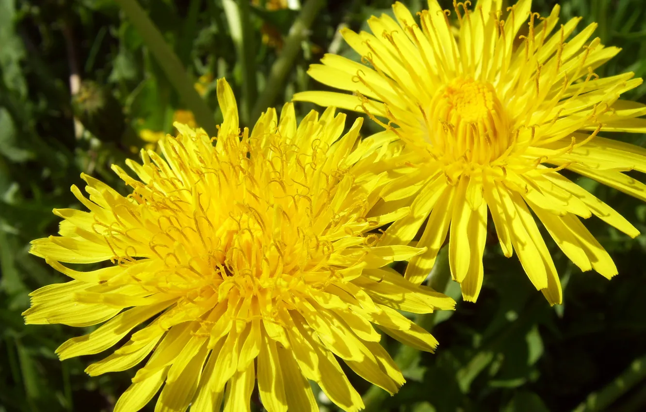 Фото обои цветок, макро, желтый, одуванчик
