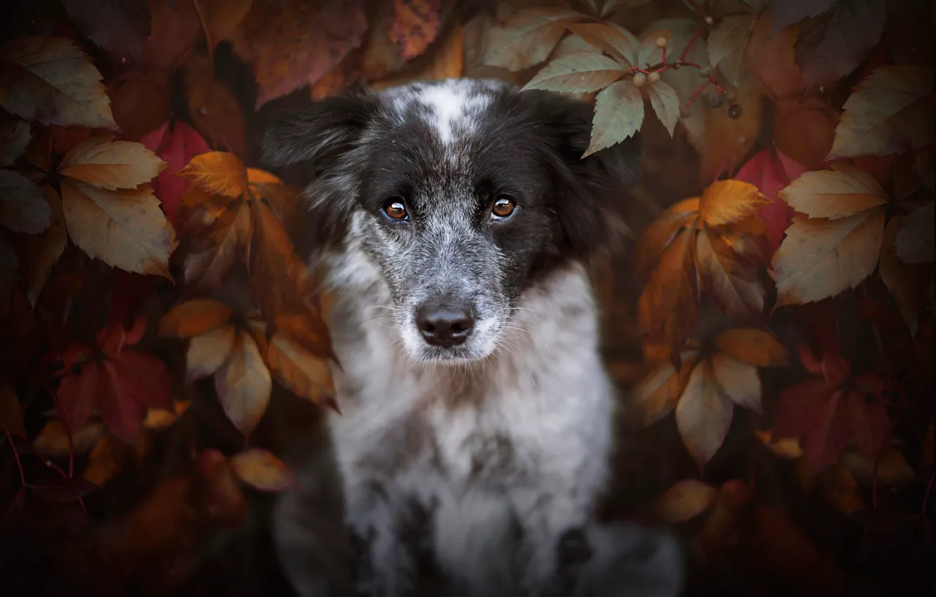 Фото обои осень, взгляд, морда, листья, портрет, собака, щенок, пестрый