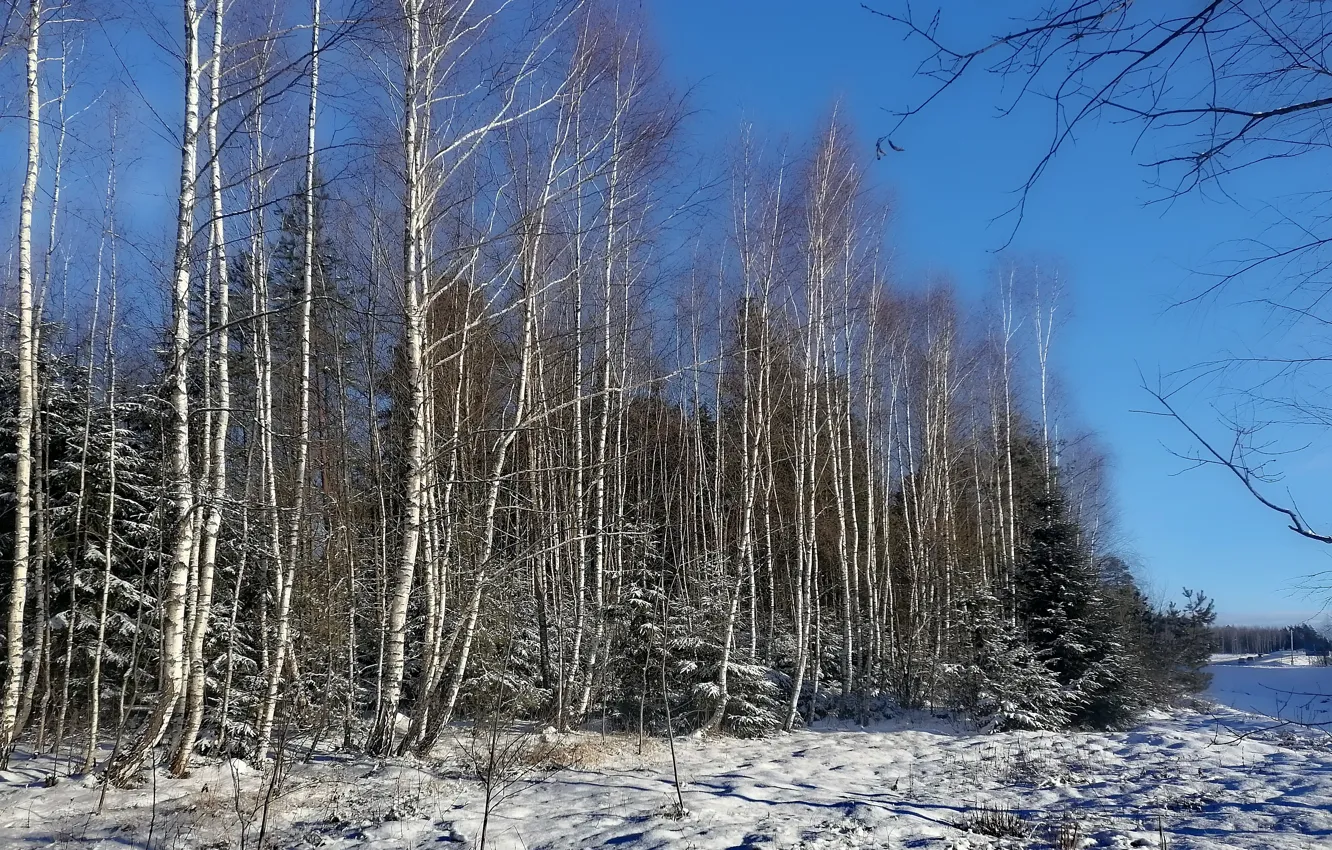 Фото обои зима, лес, солнце, пейзаж, январь