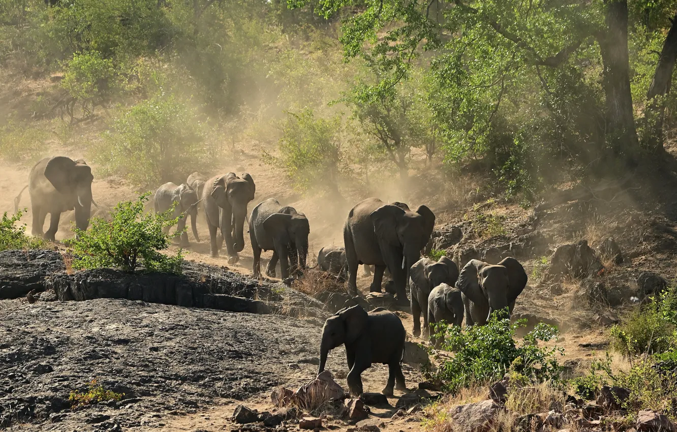 Фото обои пыль, слоны, стадо