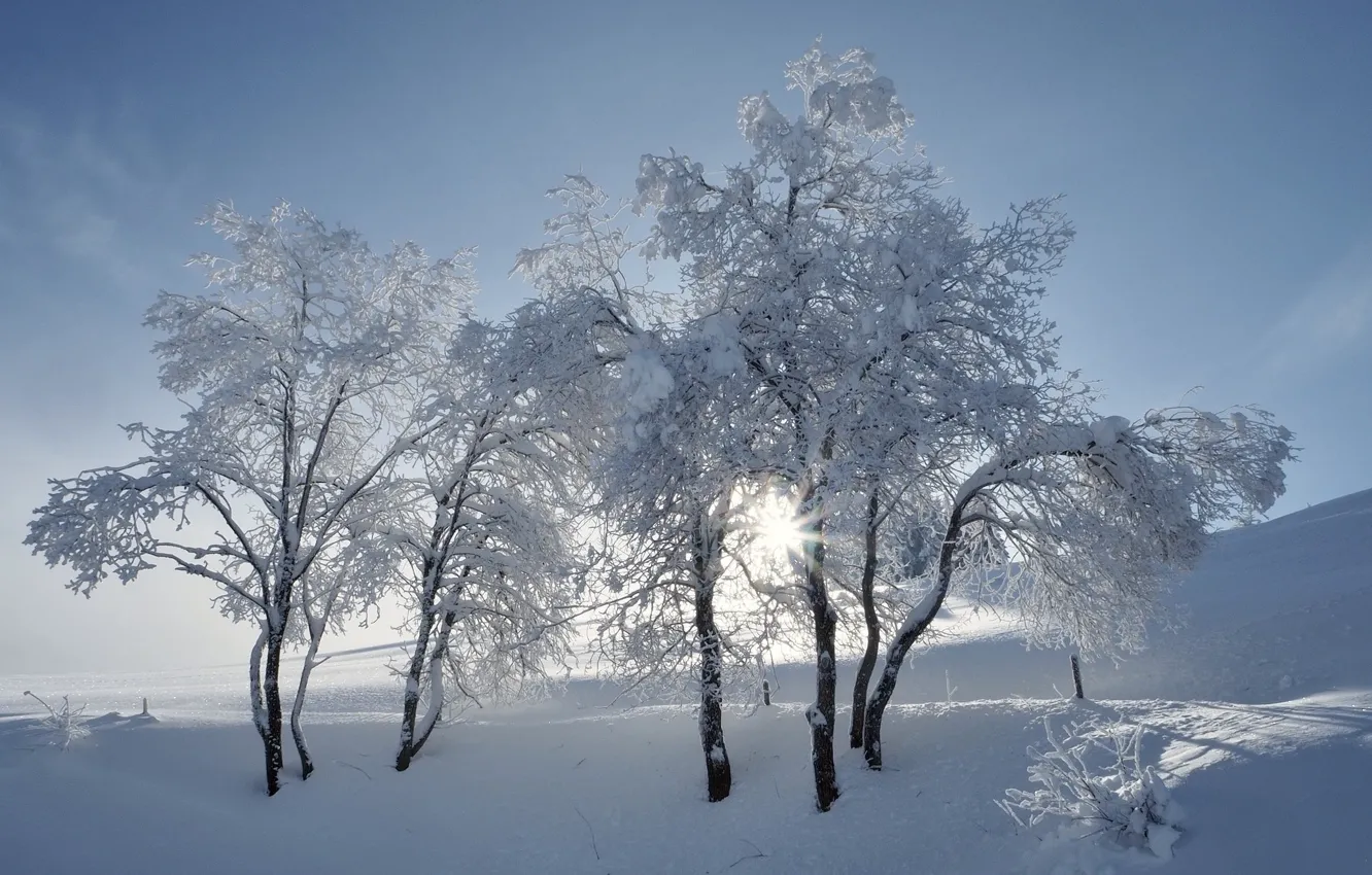 Фото обои зима, деревья, трио