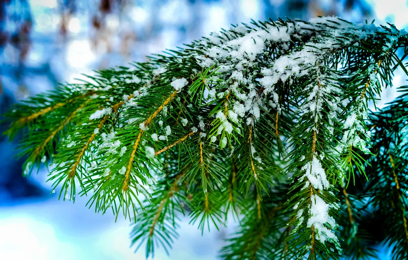 Фото обои зима, макро, снег, иголки, природа, дерево, ель, Ветки