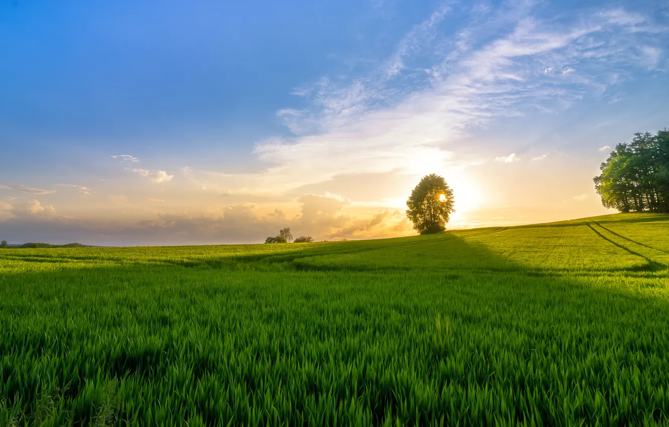 Фото обои поле, трава, восход, дерево