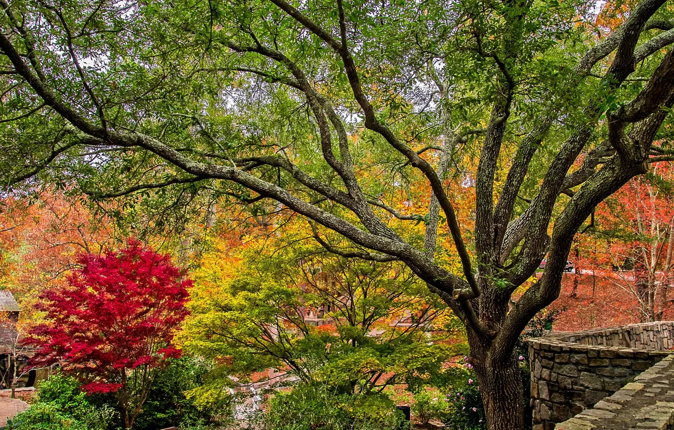 Фото обои осень, деревья, ветки, США, кусты, Stone Mountain Park