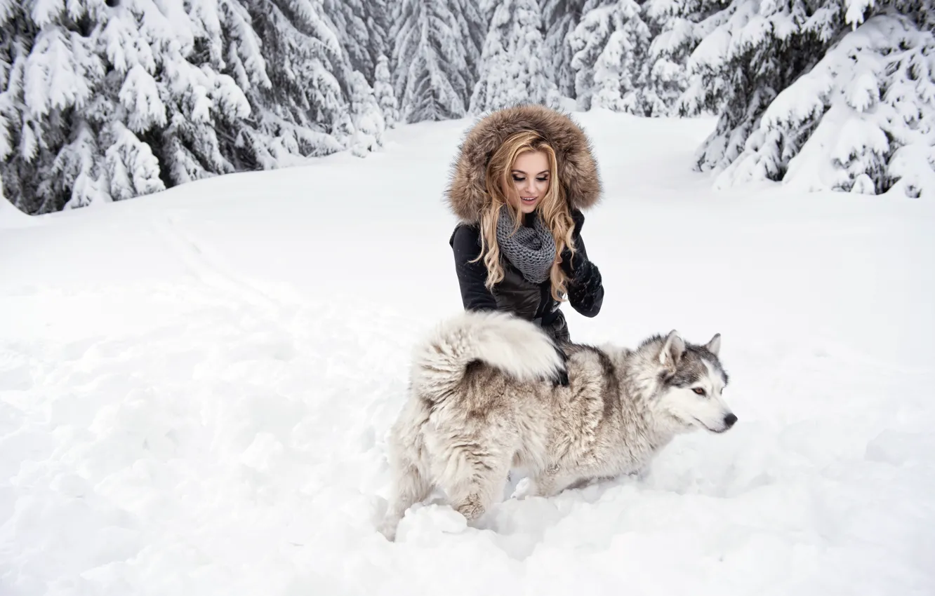 Фото обои лес, взгляд, девушка, снег, собака, блондинка, хаски