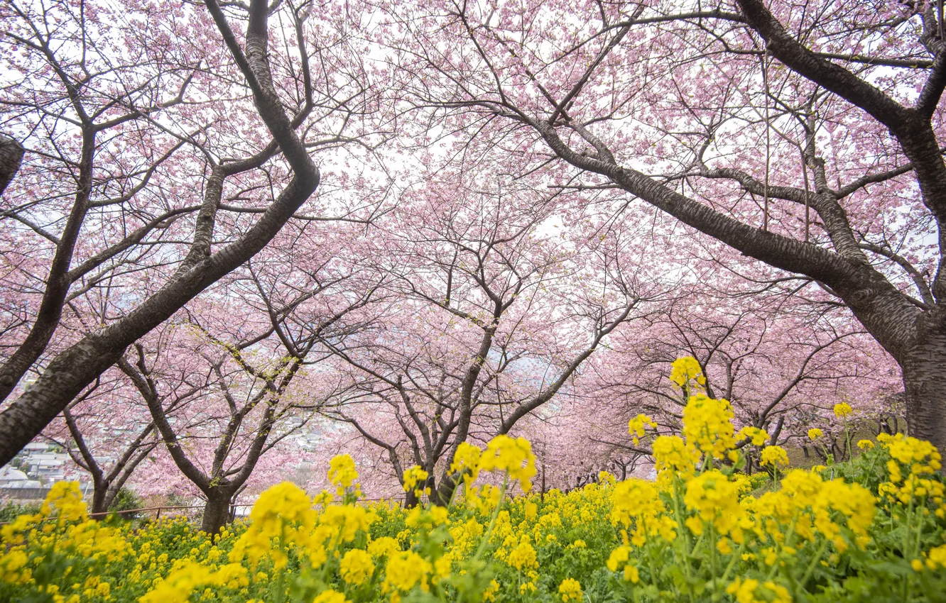 Фото обои деревья, цветы, парк, весна, сакура, цветение, pink, blossom