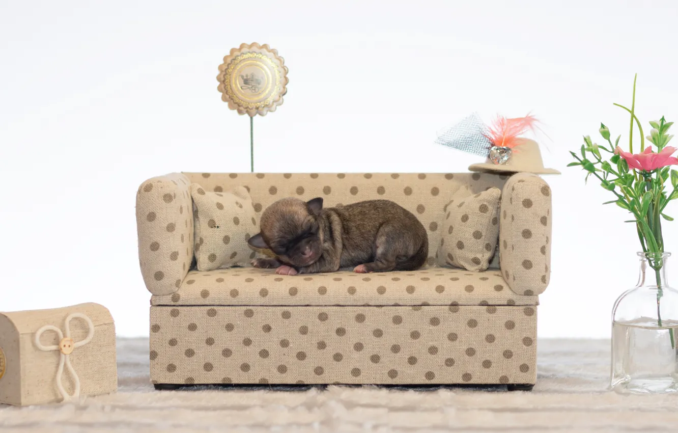 Фото обои цветы, диван, спит, щенок, чихуахуа, dogs, sleep