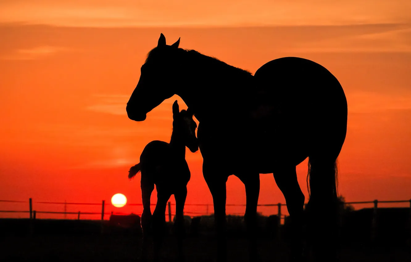 Фото обои небо, солнце, закат, лошадь, кони, вечер, малыш, лошади