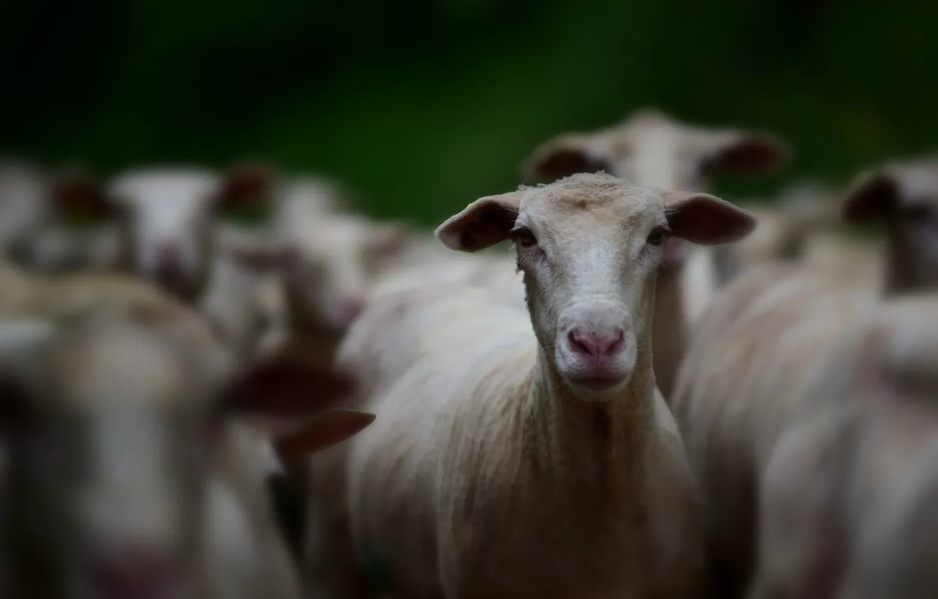 Фото обои взгляд, морда, овцы, овечка, боке, овца