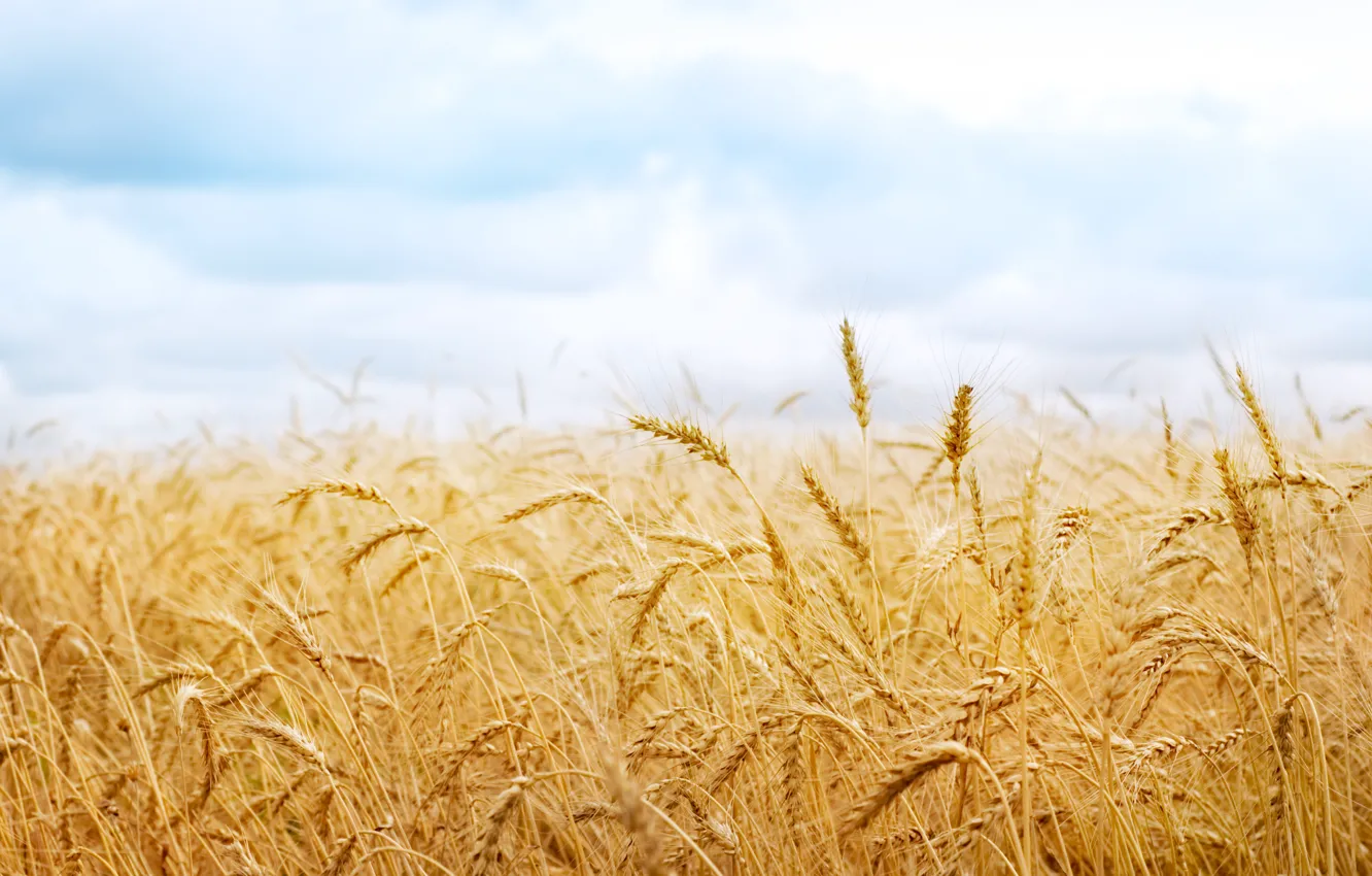 Фото обои пшеница, урожай, колоски, колосья, колосок, природа поле