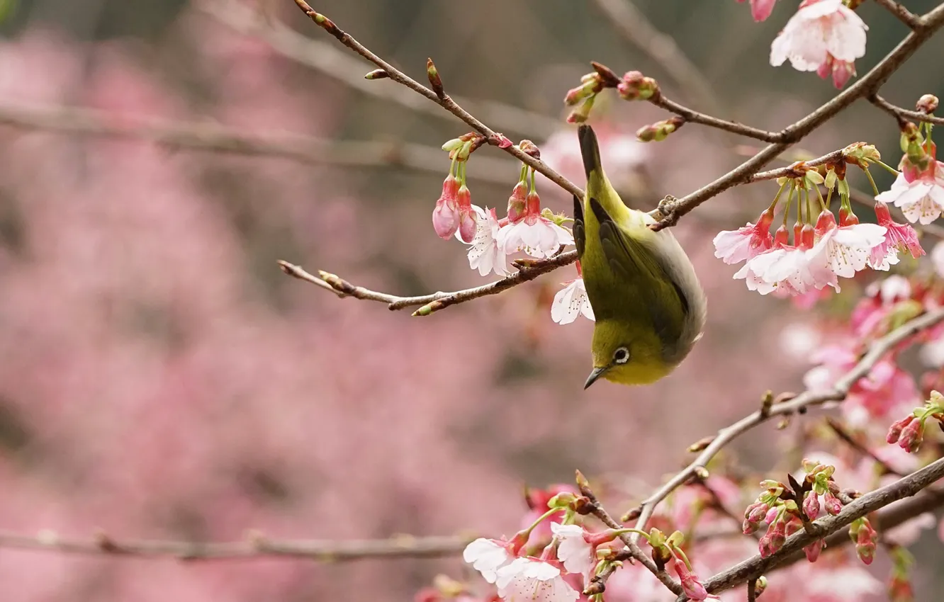 Фото обои птица, ветка, весна, сад, сакура, цветение, японская белоглазка