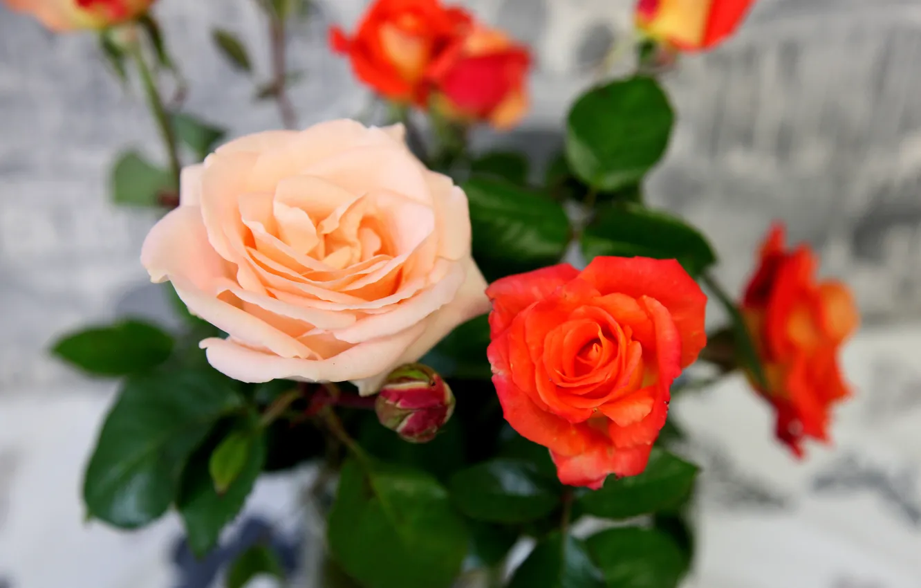 Фото обои цветы, розы, лепестки