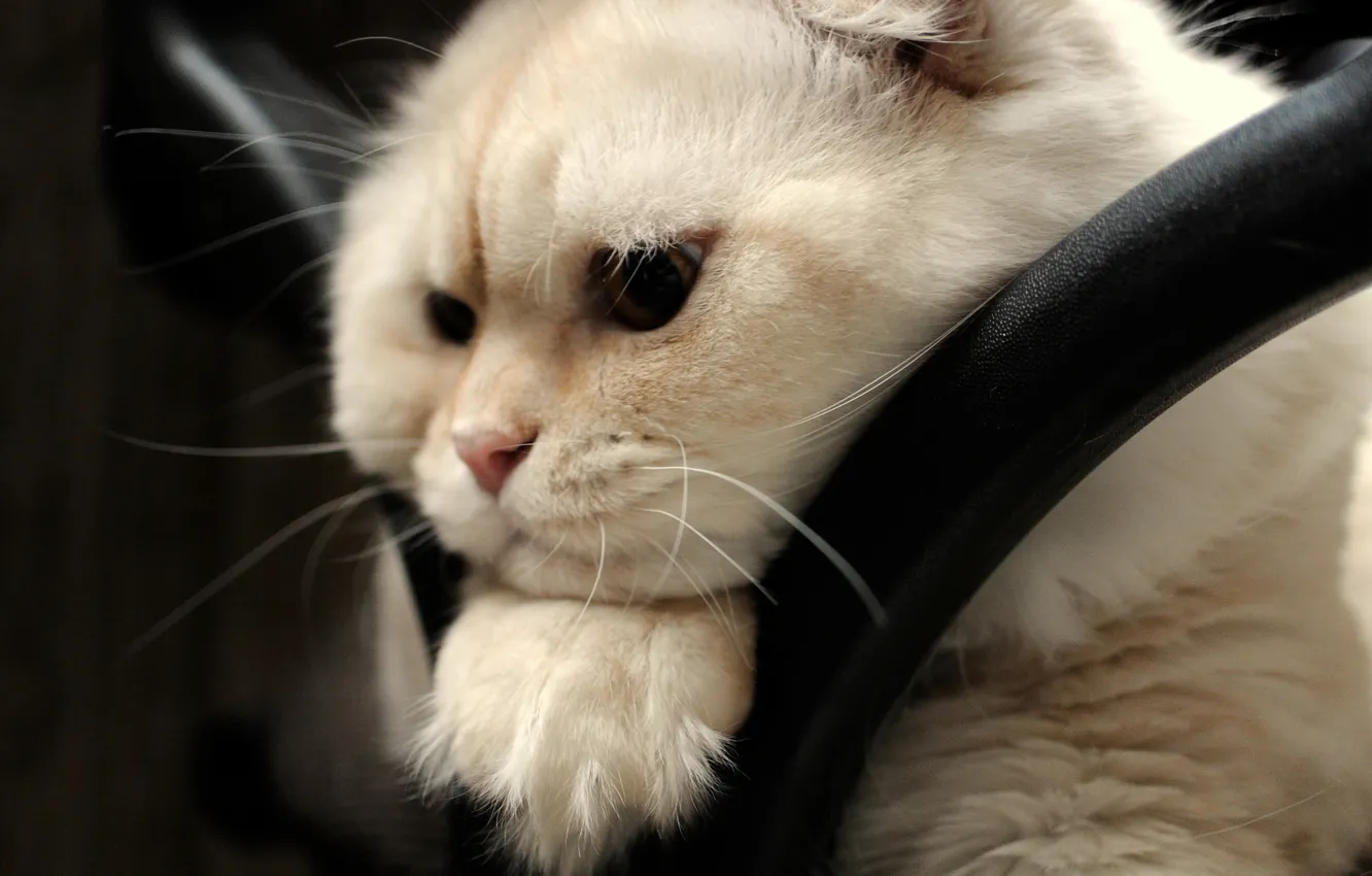 Фото обои взгляд, мордочка, скоттиш-фолд, Шотландская вислоухая кошка