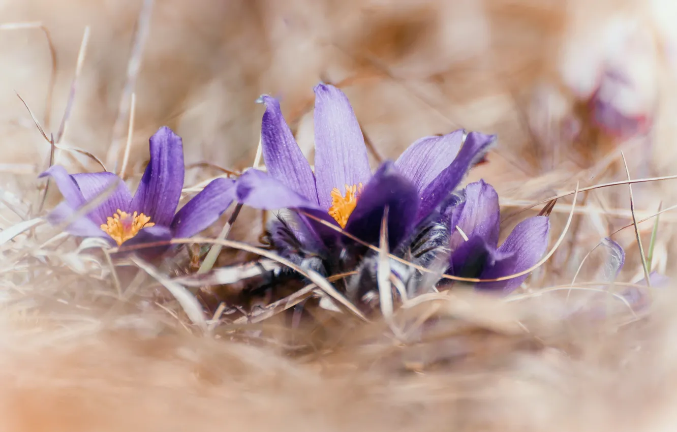 Фото обои цветы, природа, весна, сон-трава, прострел