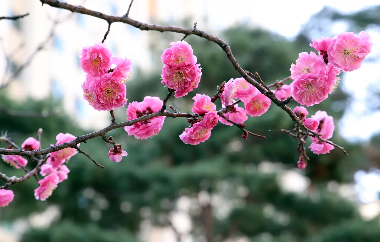 Фото обои цветы, ветка, весна, сакура, розовые, цветение, боке
