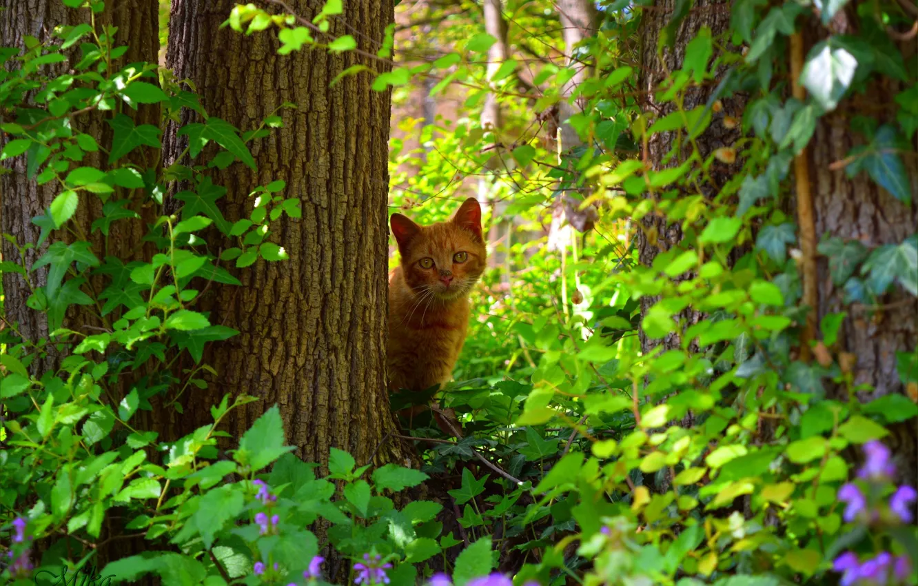 Фото обои Взгляд, Кошка, Cat, Рыжая кошка