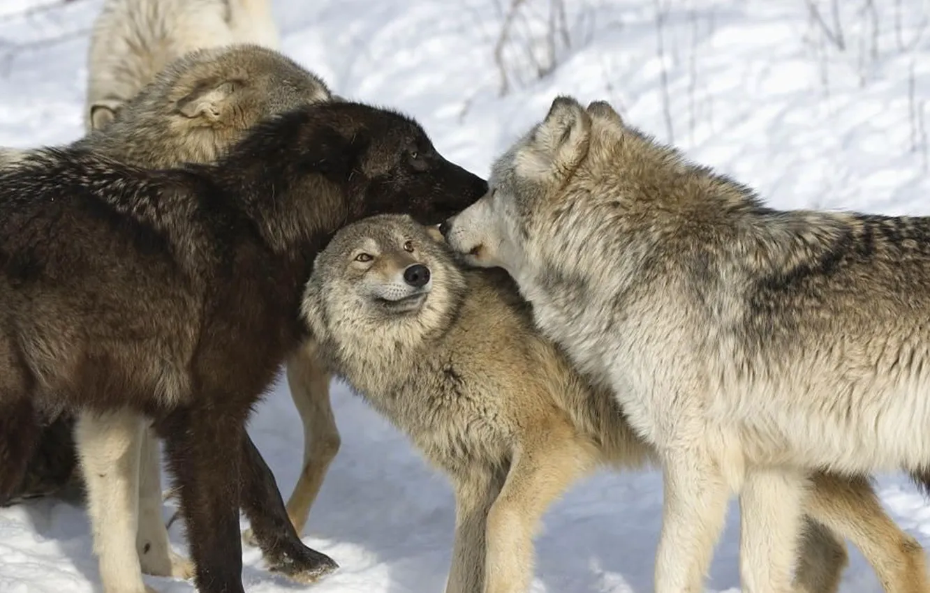 Фото обои Predator, nature, animal, wolf, wildlife, portrait, Wolf Pack, portrait.