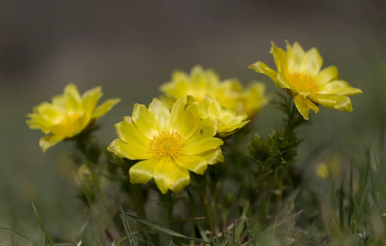 Фото обои цветы, жёлтые, цветущий кактус