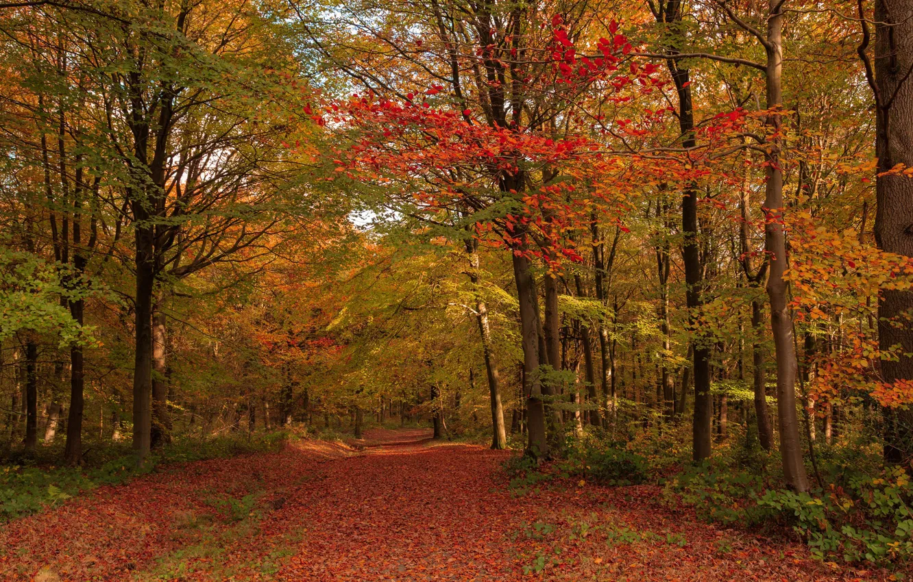 Фото обои дорога, осень, лес, деревья, Англия