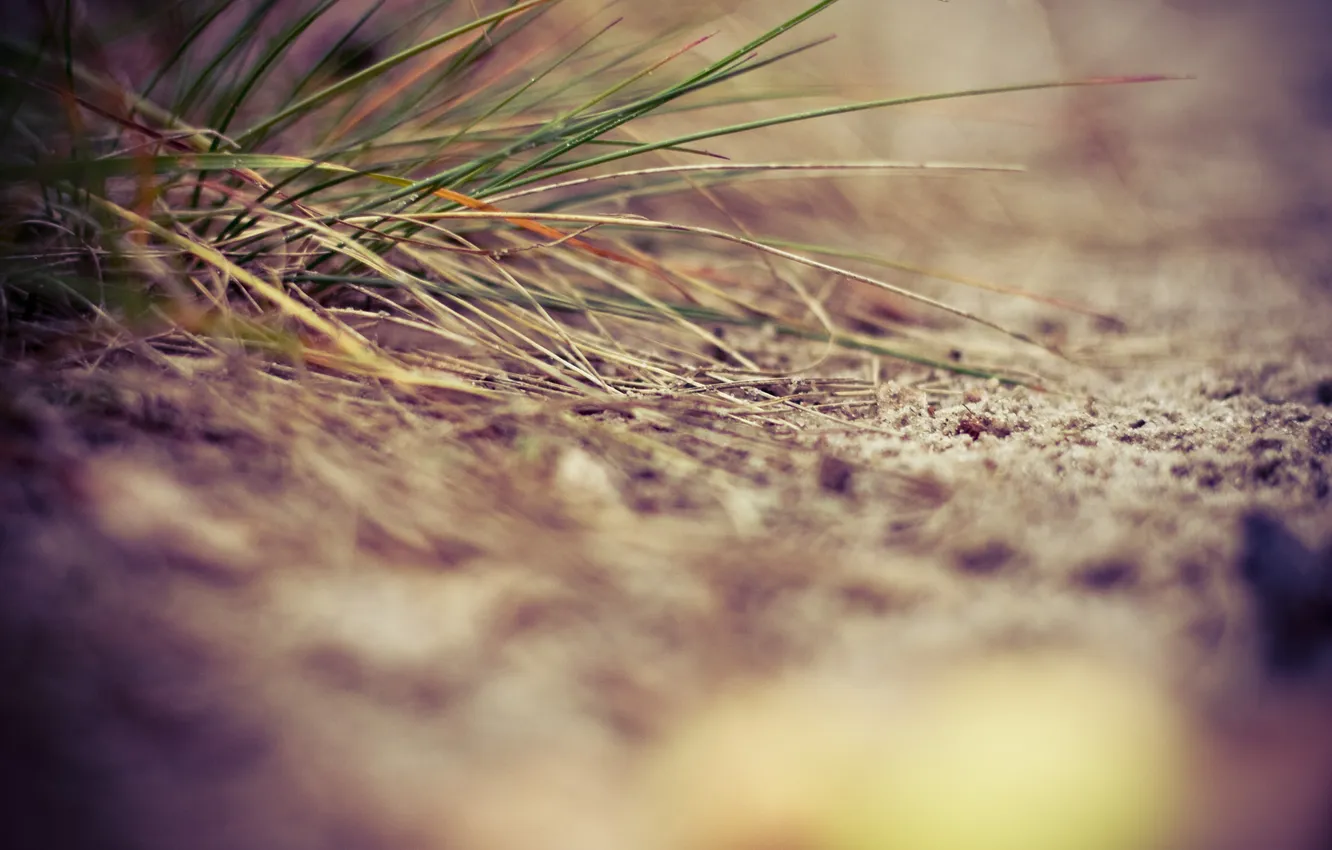 Фото обои песок, трава, близко