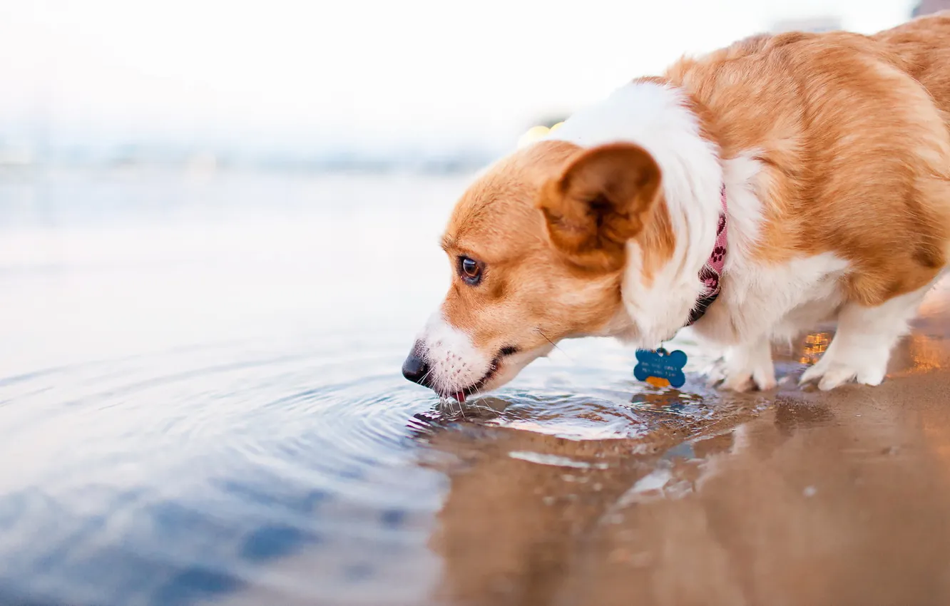 Фото обои вода, друг, собака
