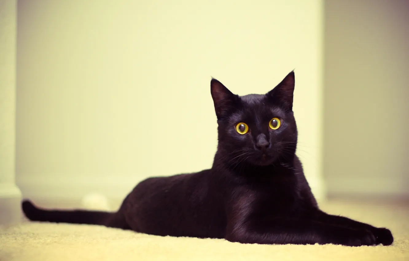 Фото обои кошка, глаза, кот, обои, черный, лежит, смотрит, котэ
