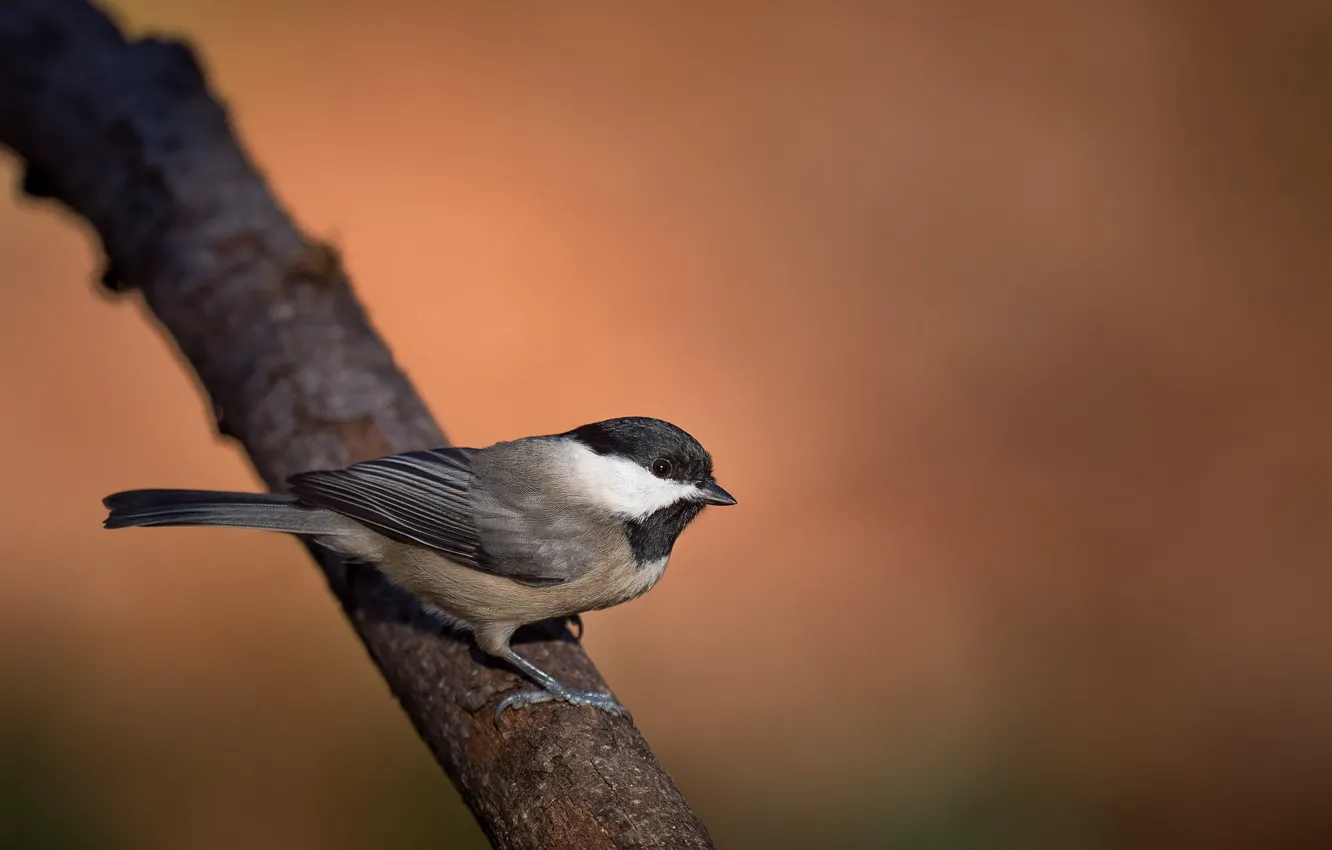 Фото обои bird, branch, wildlife, chickadee