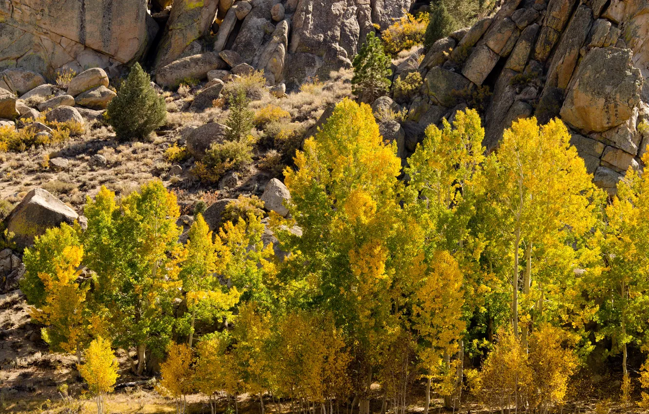 Фото обои осень, листья, деревья, горы, камни, скалы