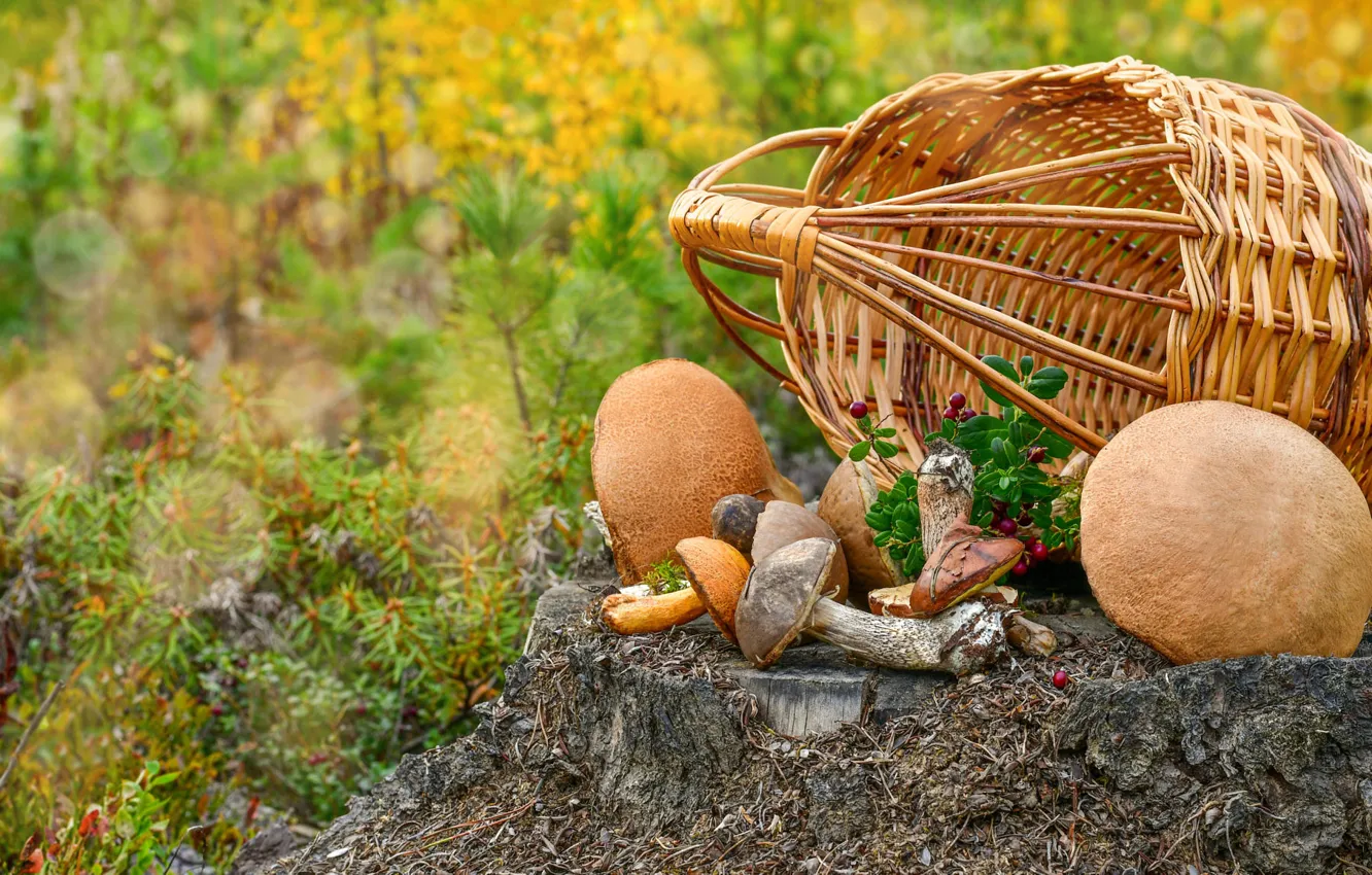 Фото обои осень, ягоды, поляна, грибы, пень, шляпки, корзинка, хвоя