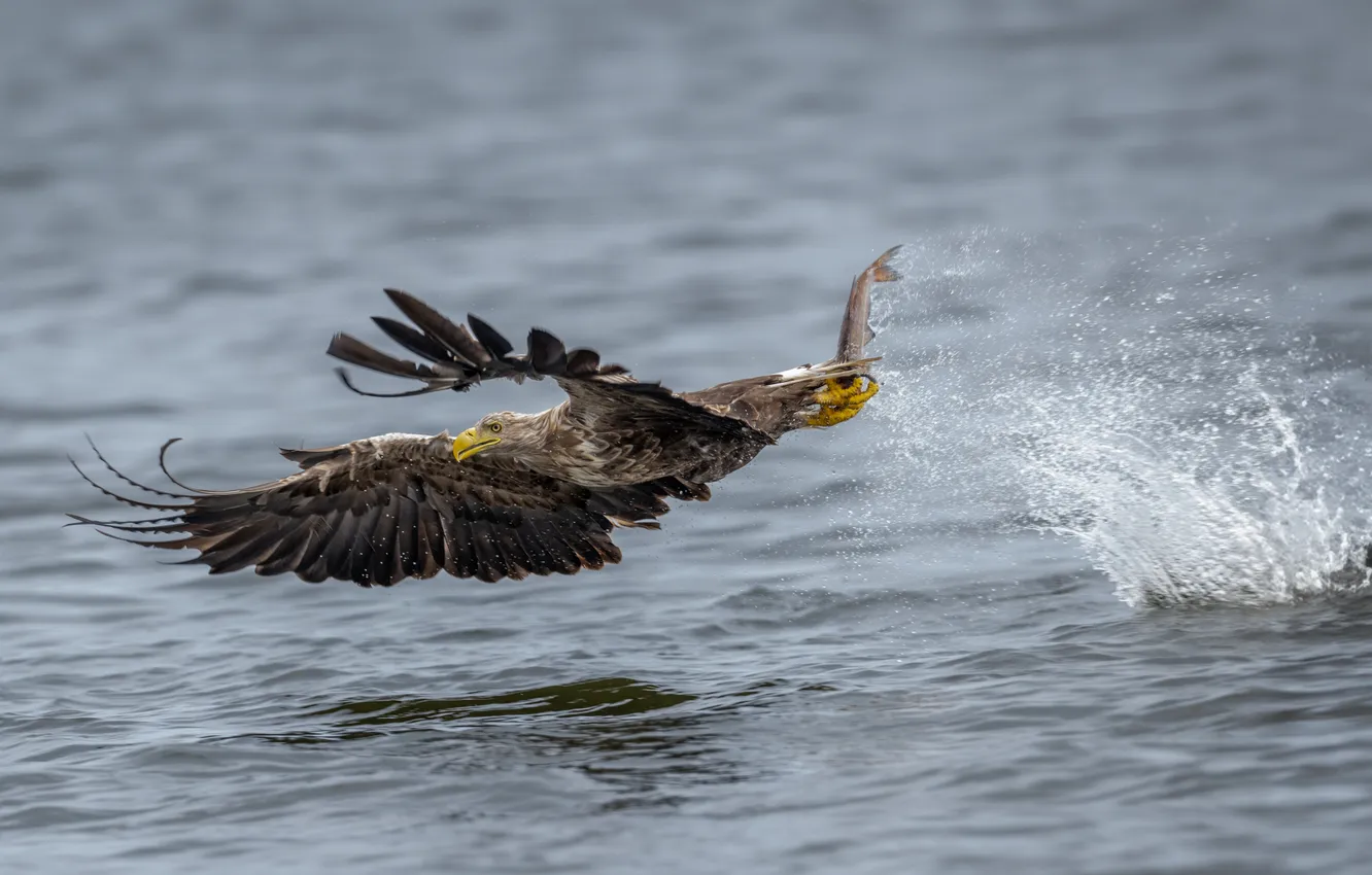 Фото обои lake, eagle, fish, hunting