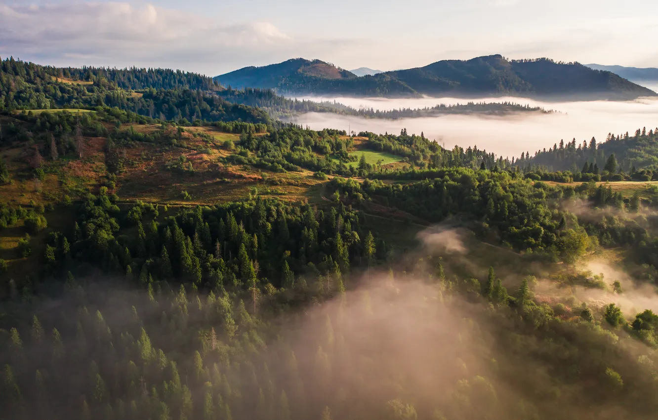 Фото обои forest, landscape, nature, fog
