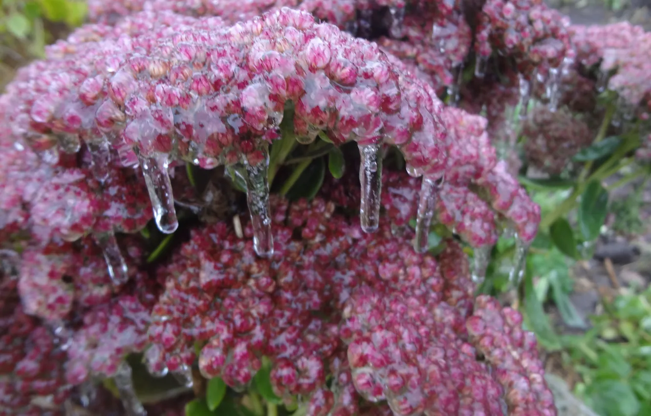 Фото обои лед, зима, цветы, природа, обледенение