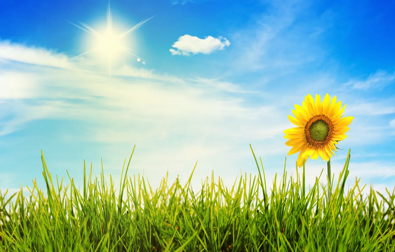 Фото обои небо, трава, солнце, свет, цветы, природа, пейзажи
