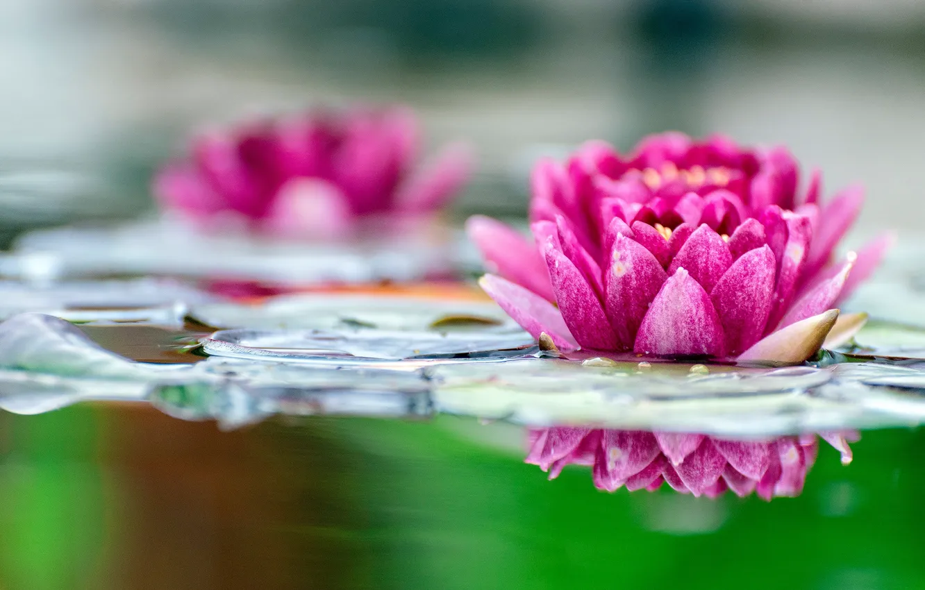 Фото обои цветок, листья, яркий, озеро, пруд, отражение, розовый, размытие