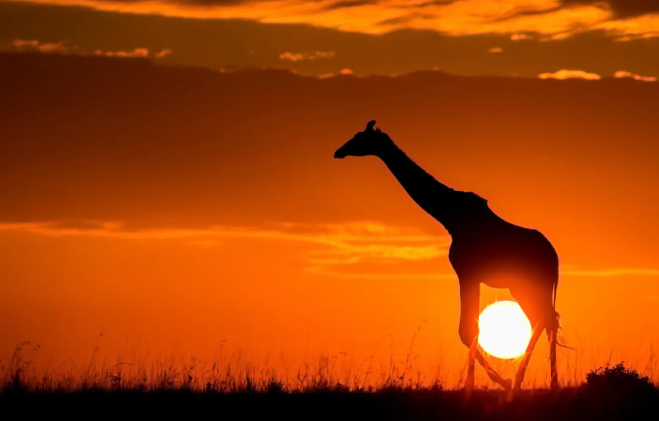 Фото обои солнце, закат, природа, жираф, саванна, Африка