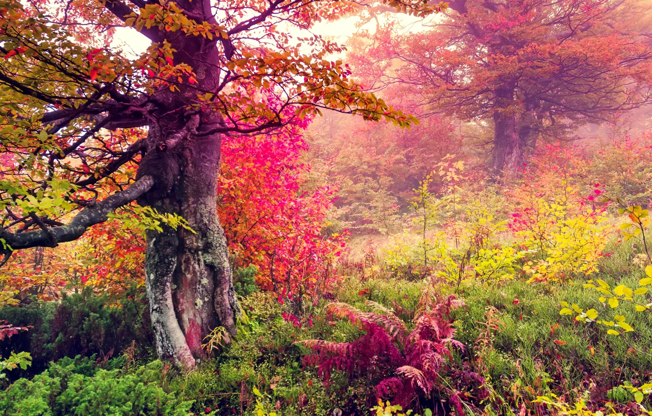 Фото обои осень, лес, листья, деревья, пейзаж, forest, autumn, leaves