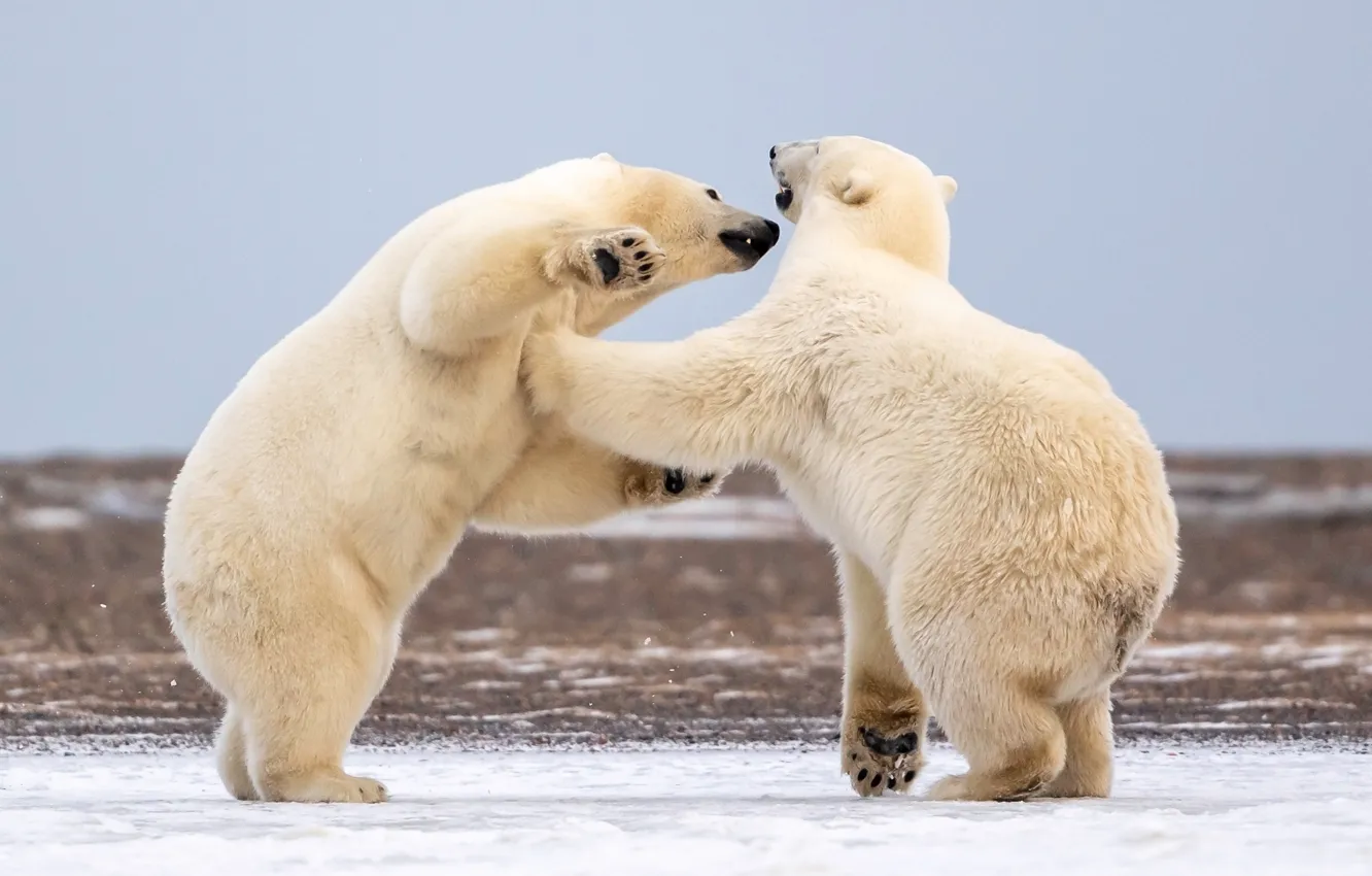 Фото обои Аляска, Белые медведи, спаринг, два медведя, Полярные медведи