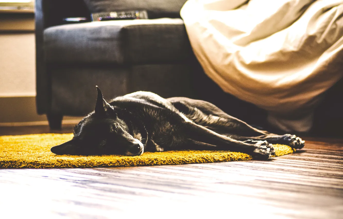 Фото обои dog, living room, lazy